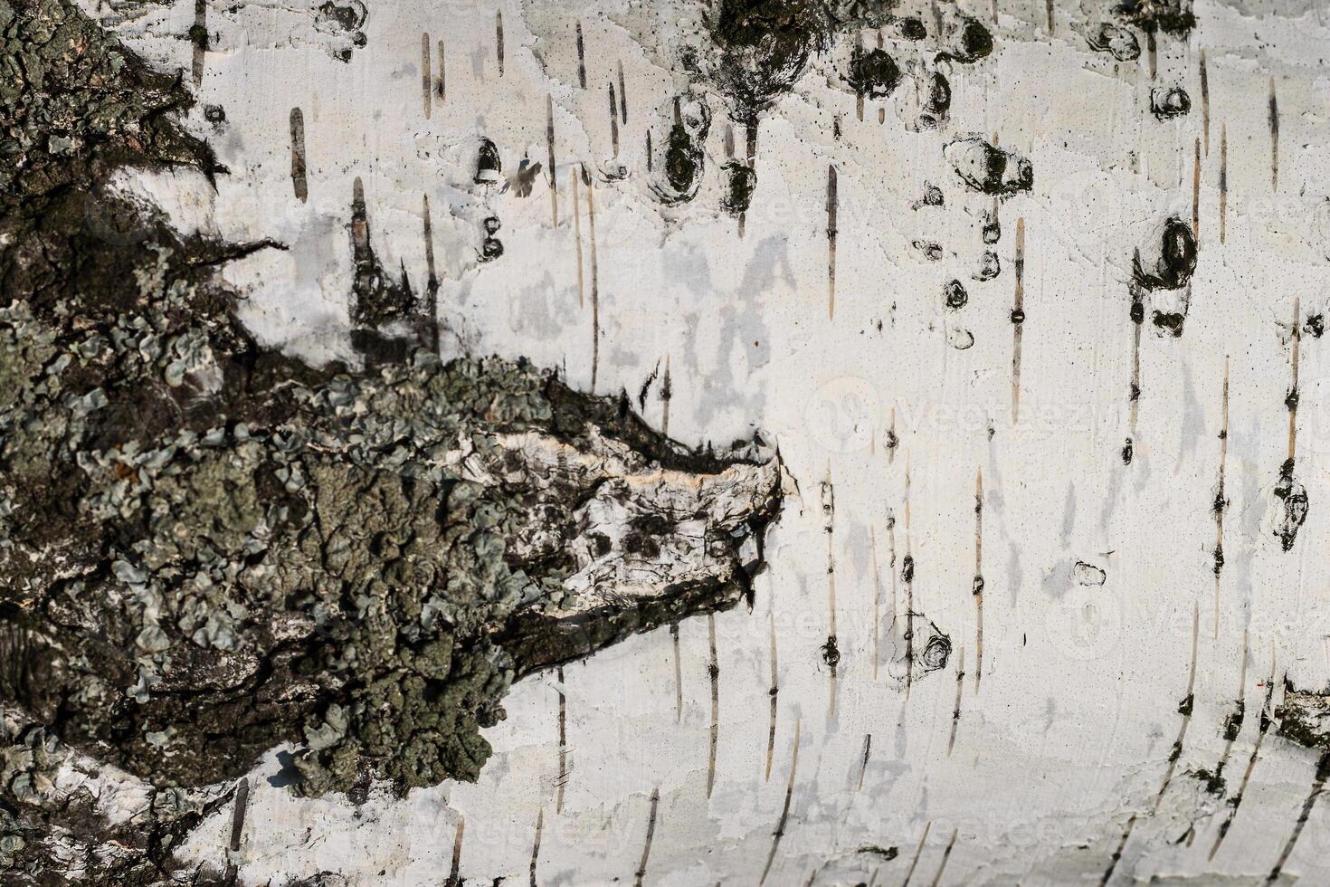 the bark of birch texture. wooden background for design photo