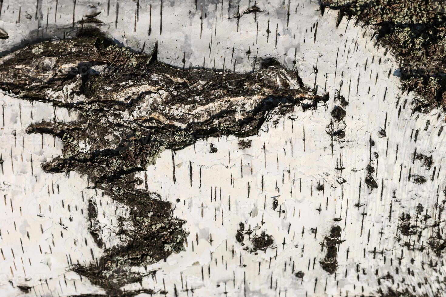 the bark of birch texture. wooden background for design photo