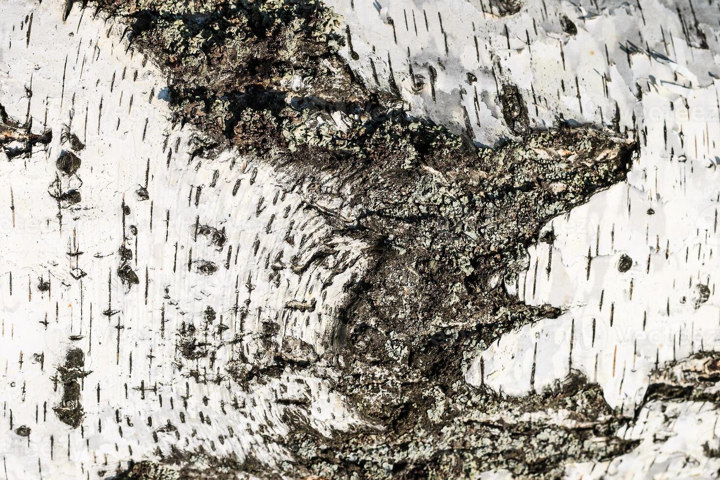 the bark of birch texture. wooden background for design photo