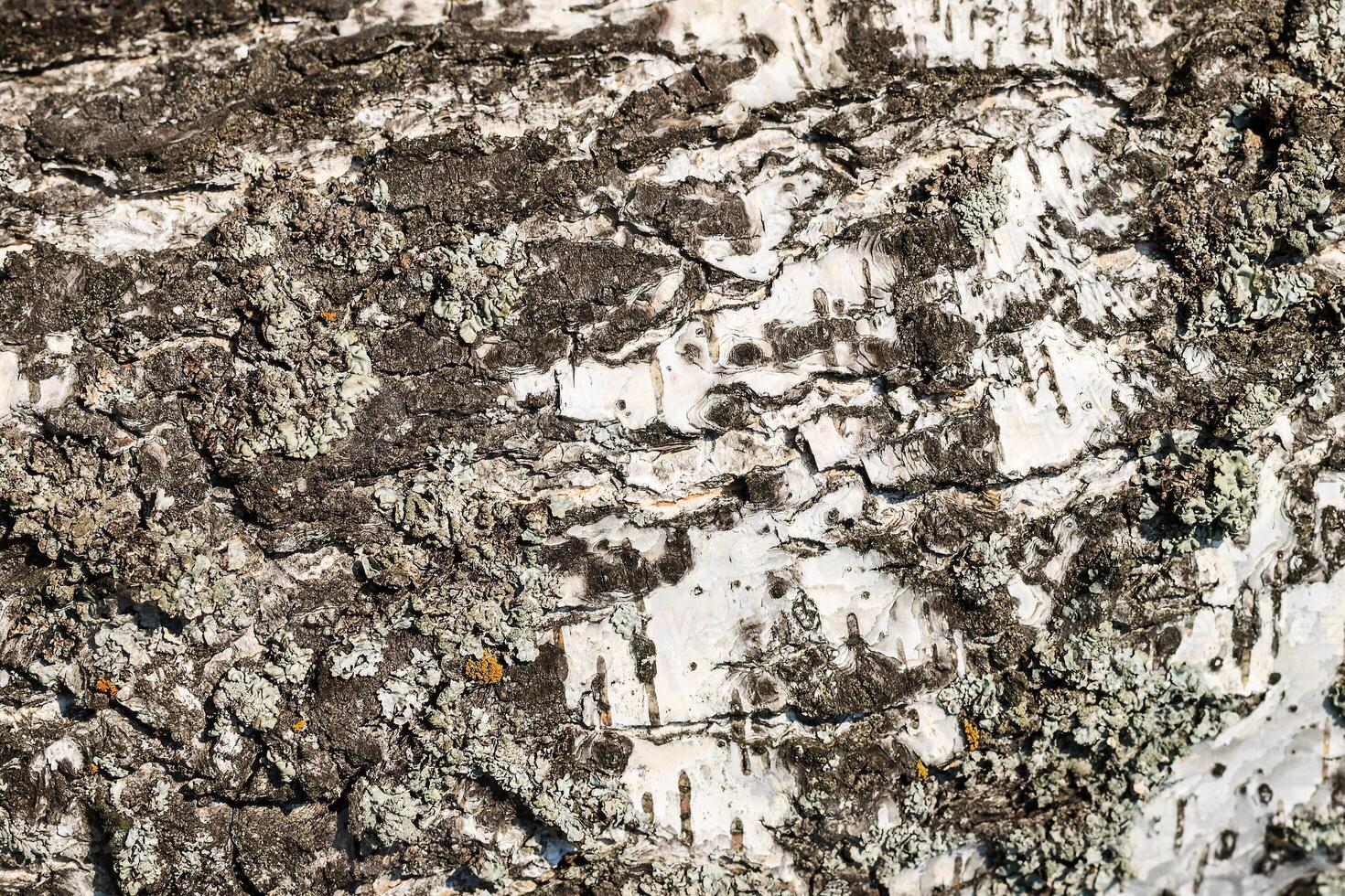 the bark of birch texture. wooden background for design photo