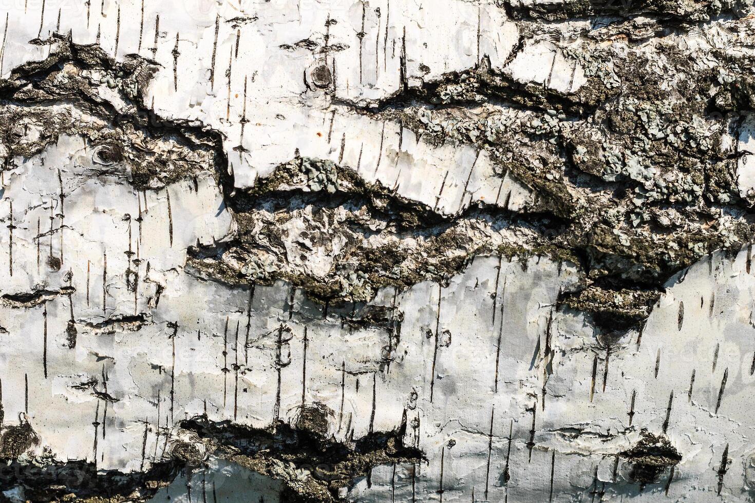 the bark of birch texture. wooden background for design photo