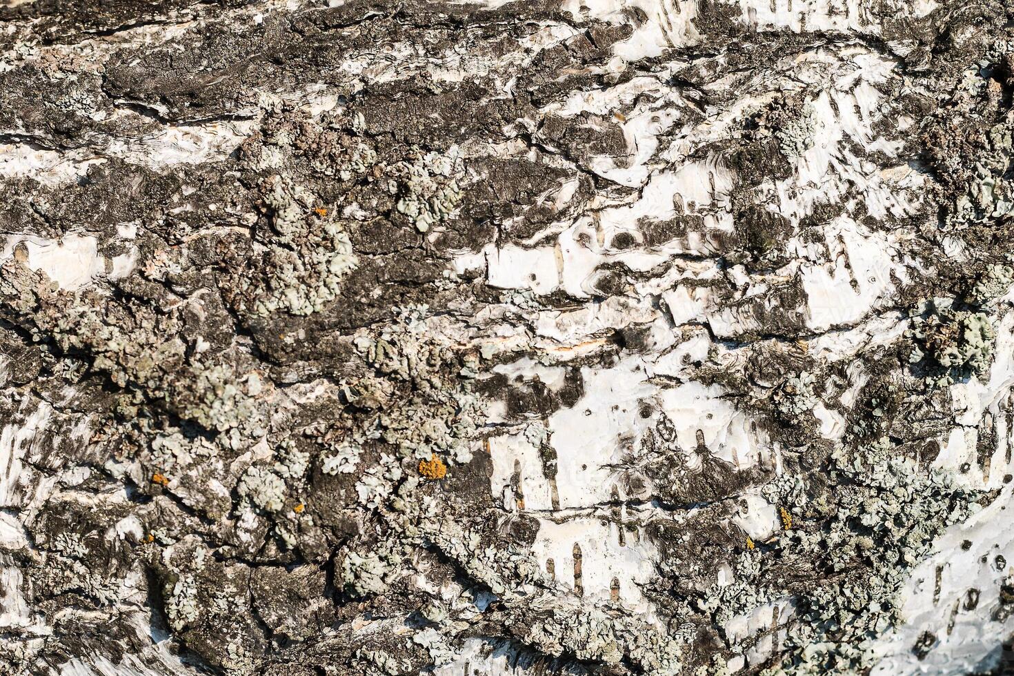 the bark of birch texture. wooden background for design photo