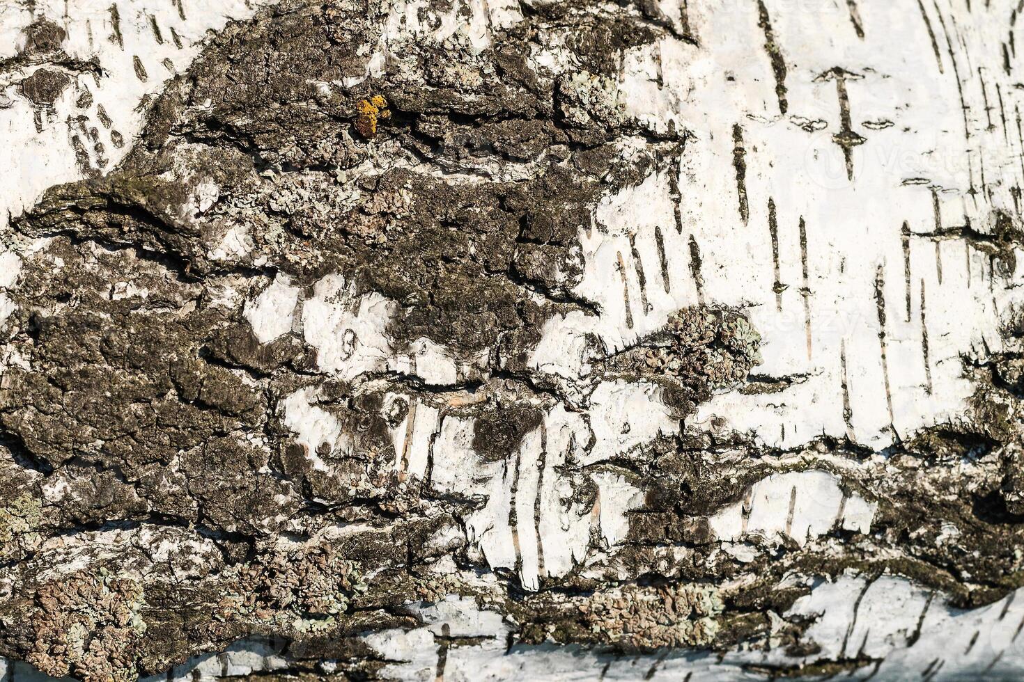 the bark of birch texture. wooden background for design photo