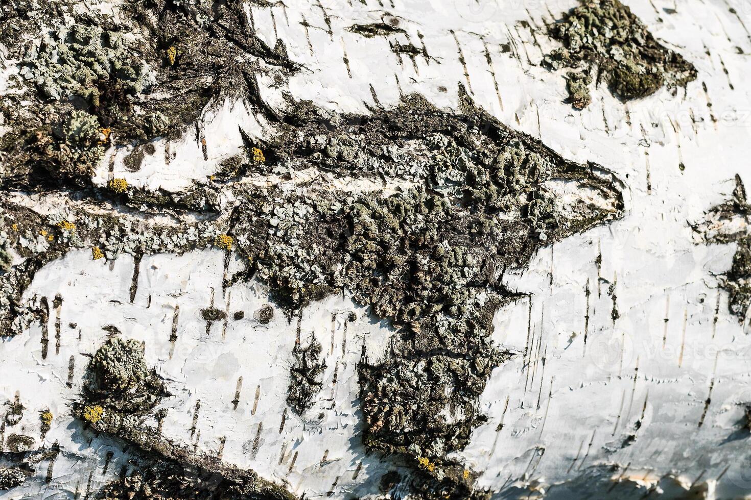 the bark of birch texture. wooden background for design photo