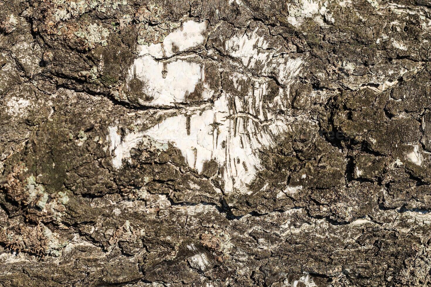 the bark of birch texture. wooden background for design photo
