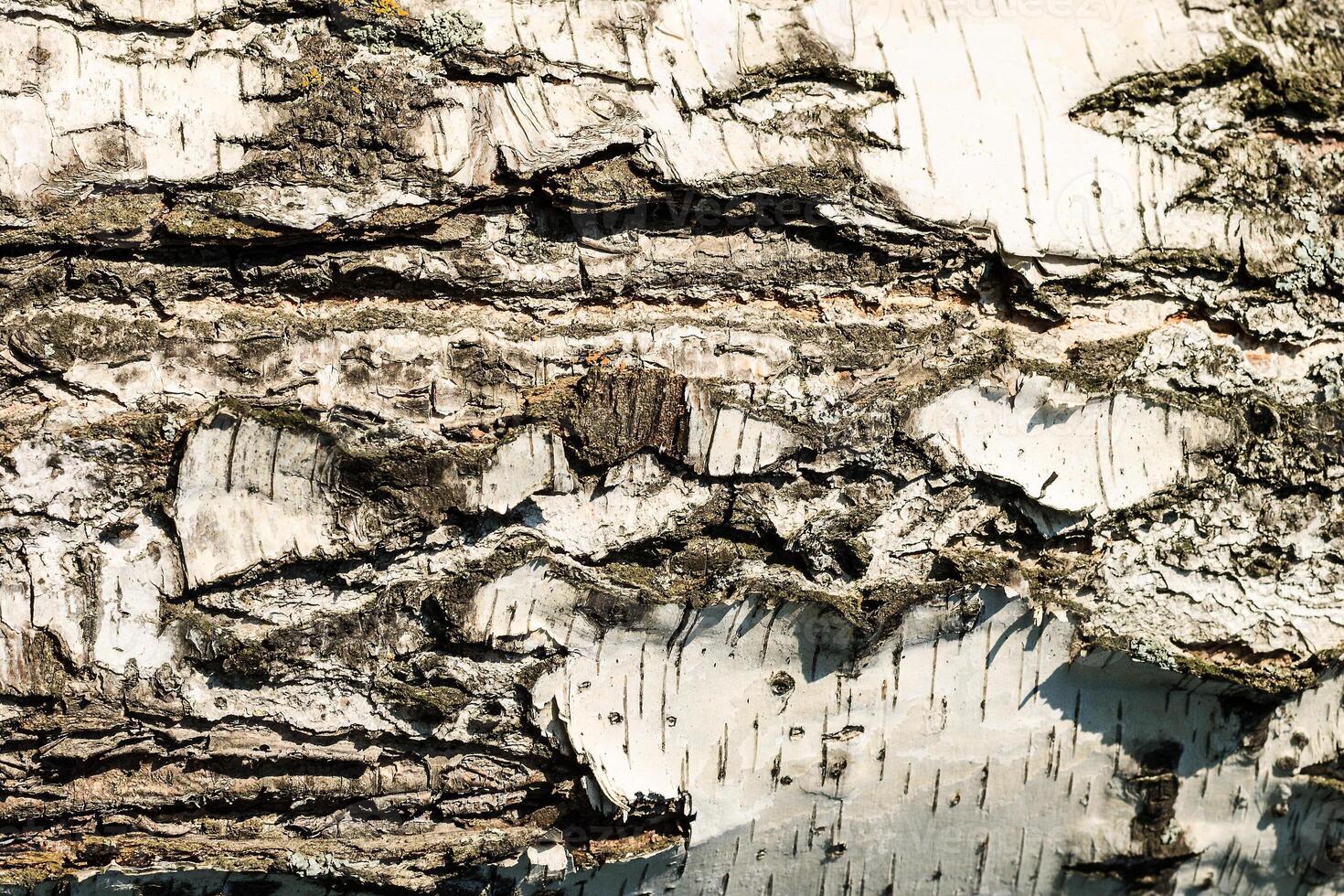 the bark of birch texture. wooden background for design photo