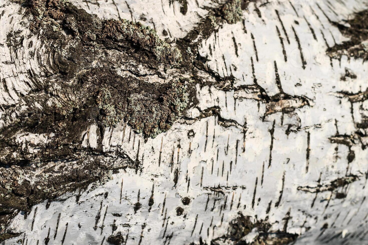 the bark of birch texture. wooden background for design photo