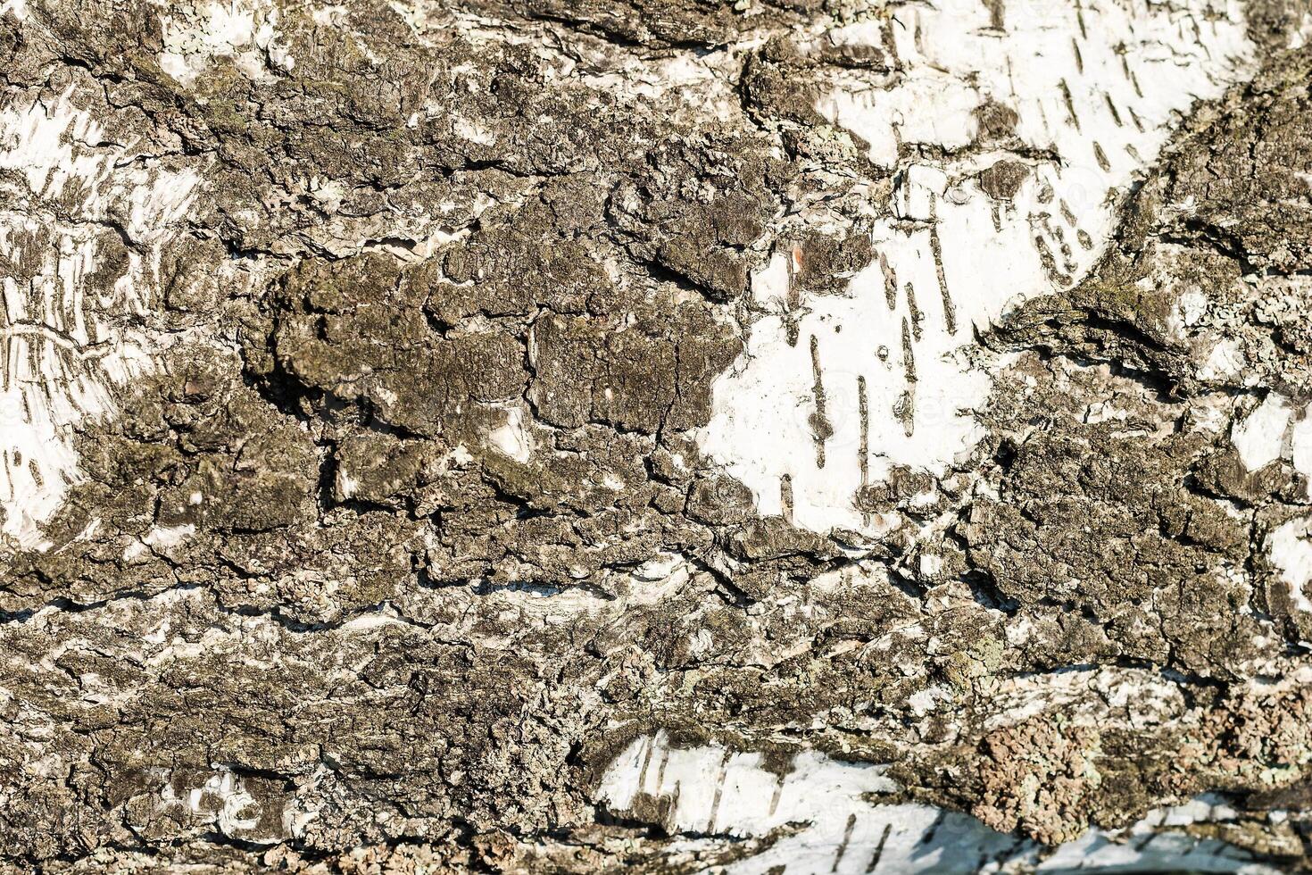 the bark of birch texture. wooden background for design photo