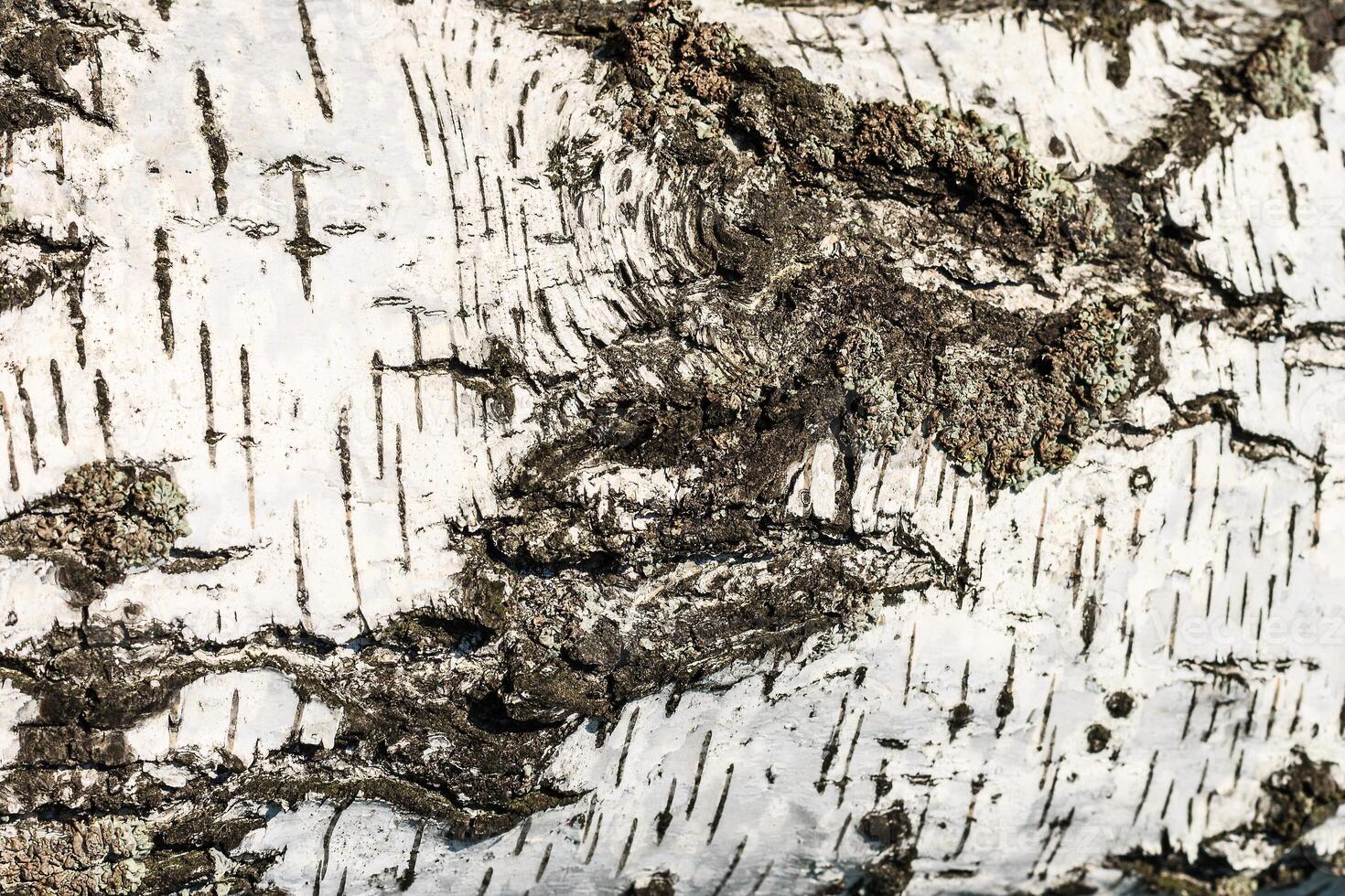 the bark of birch texture. wooden background for design photo