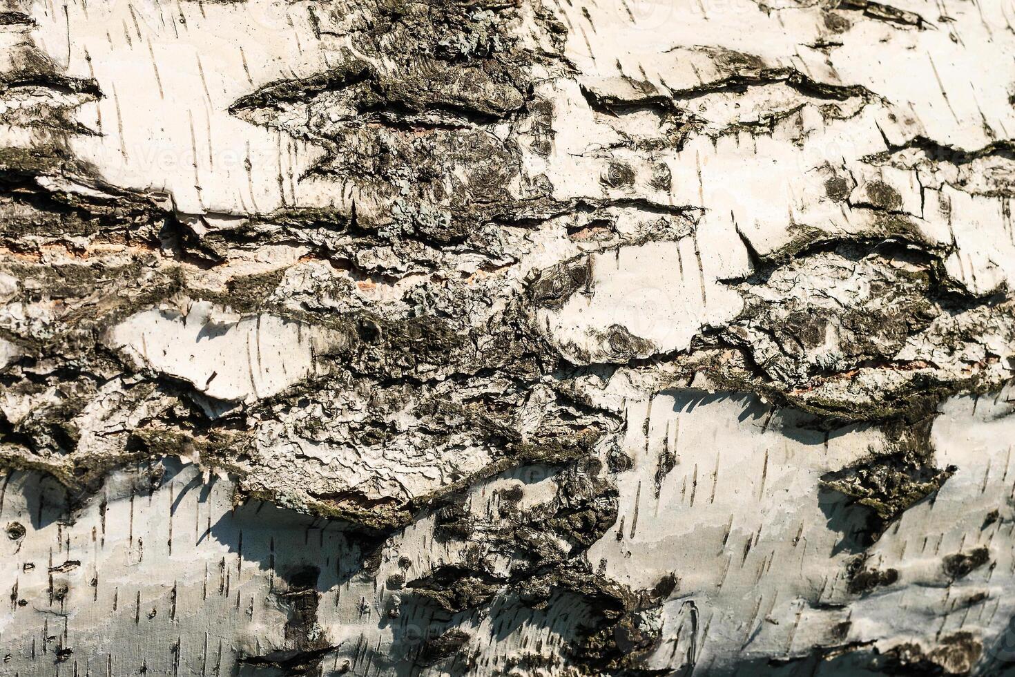 the bark of birch texture. wooden background for design photo