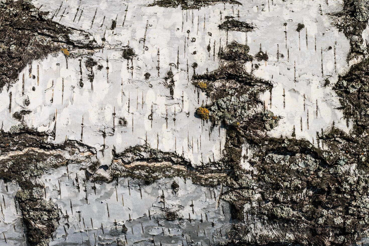 the bark of birch texture. wooden background for design photo