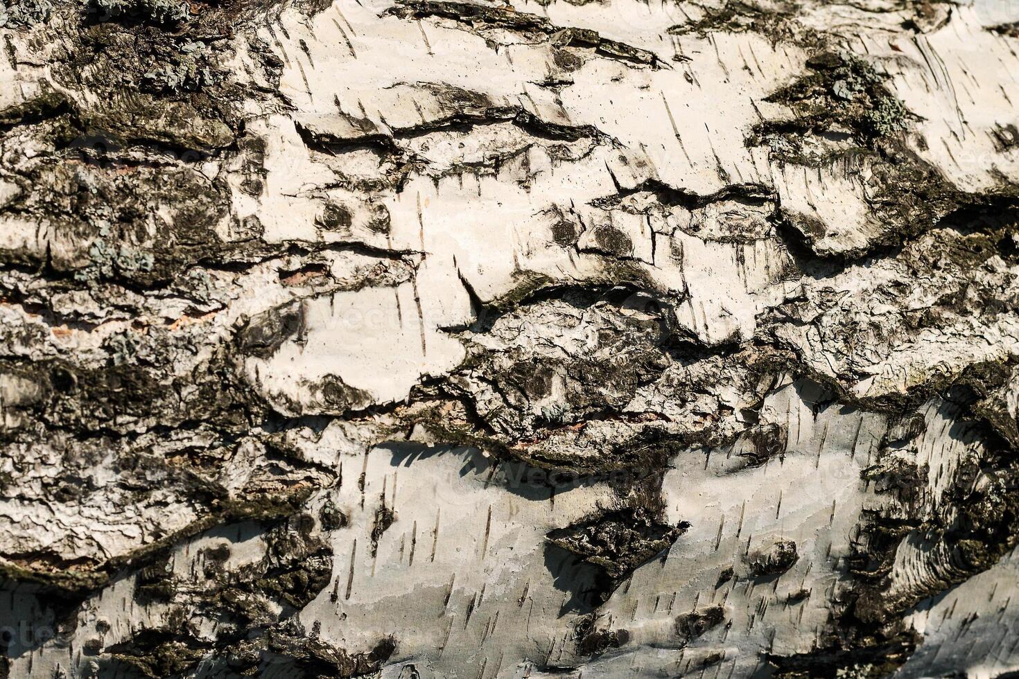 the bark of birch texture. wooden background for design photo