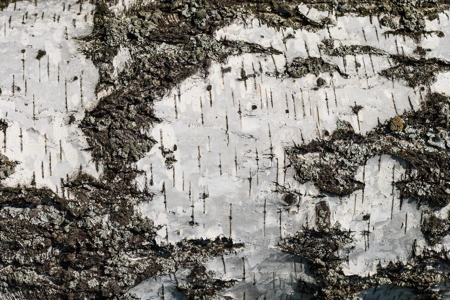 the bark of birch texture. wooden background for design photo