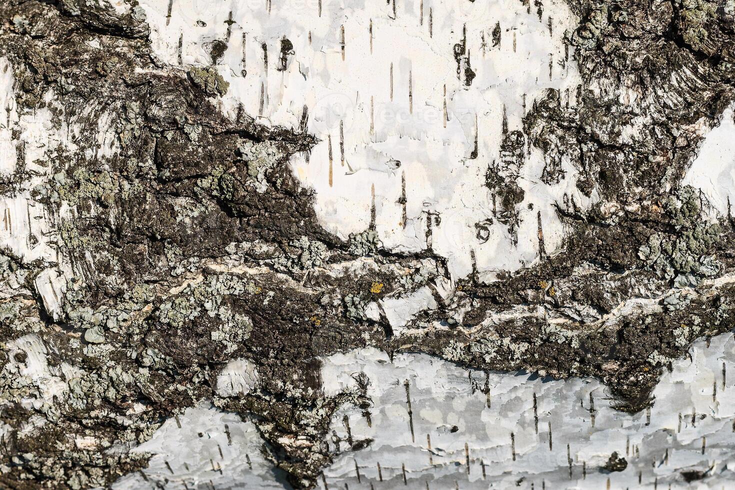 the bark of birch texture. wooden background for design photo