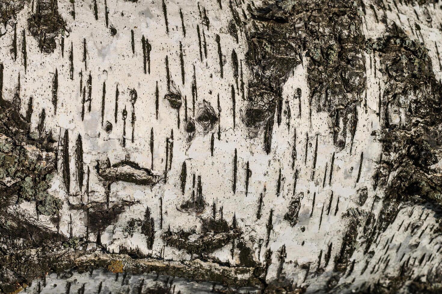 the bark of birch texture. wooden background for design photo