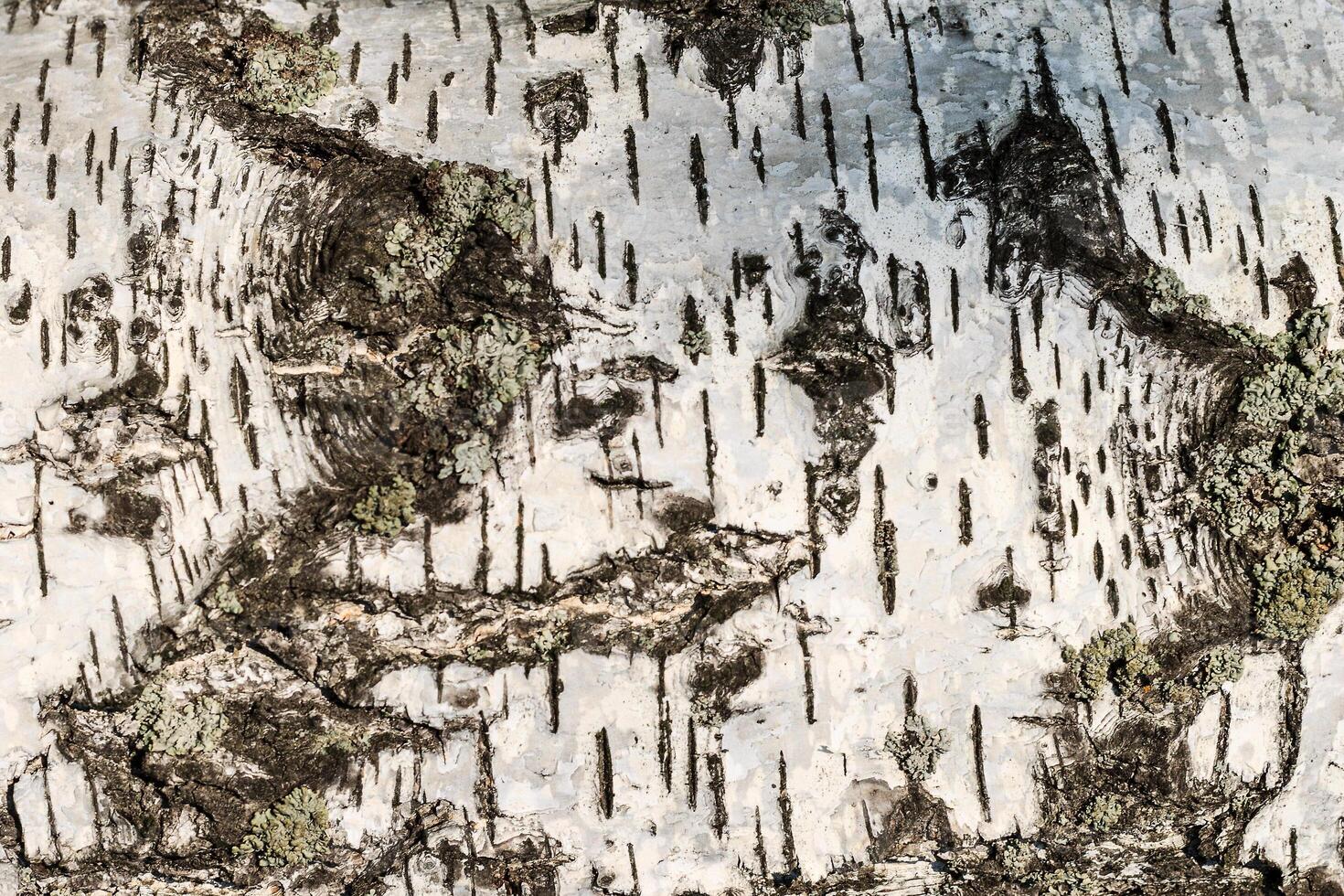 the bark of birch texture. wooden background for design photo