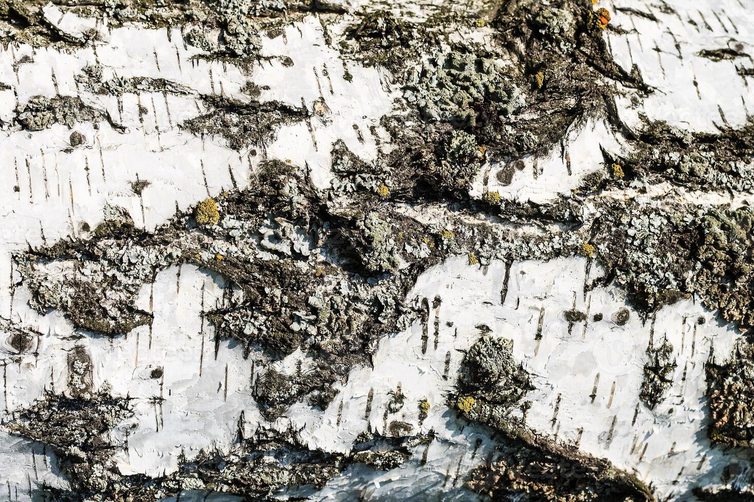 the bark of birch texture. wooden background for design photo