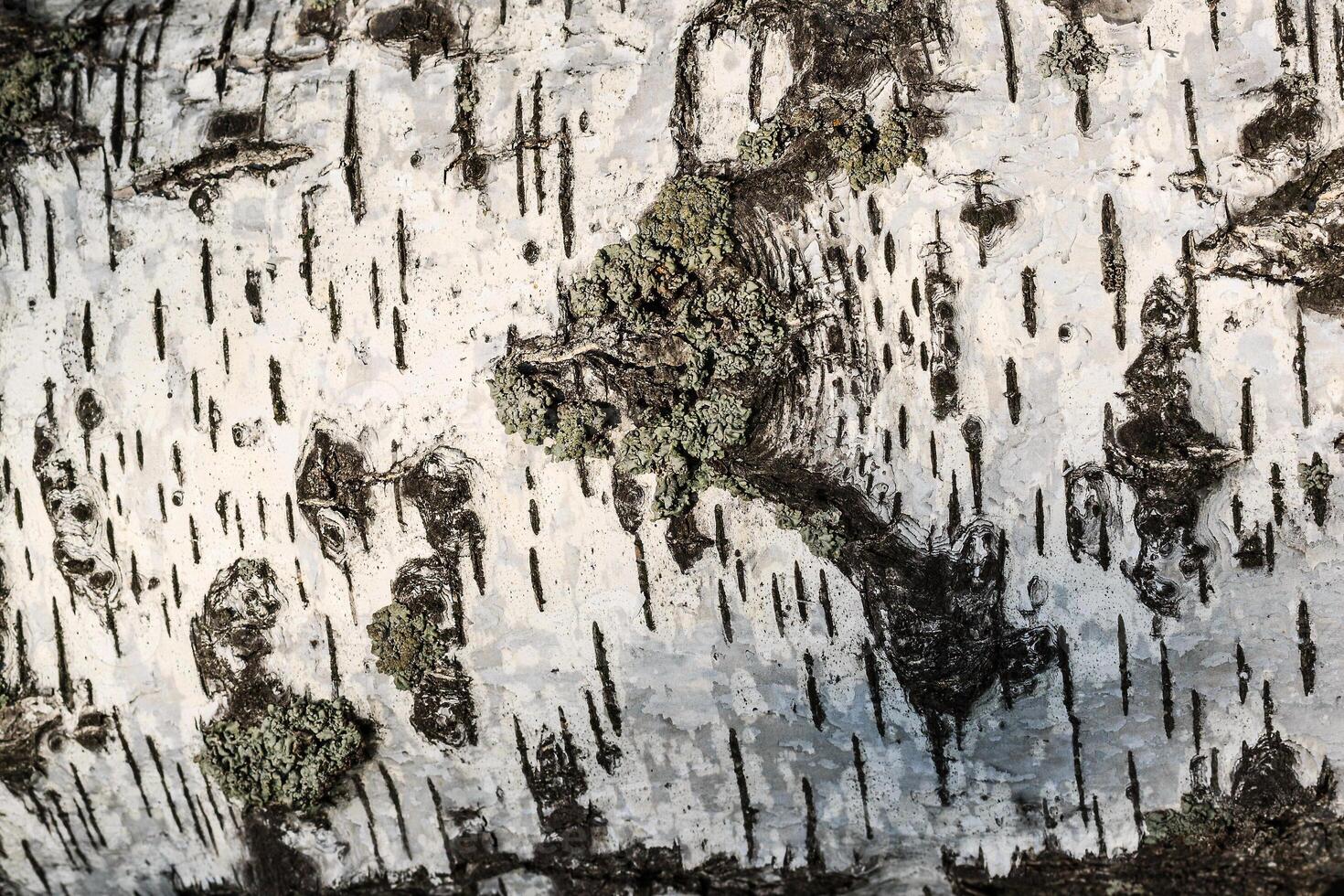 the bark of birch texture. wooden background for design photo