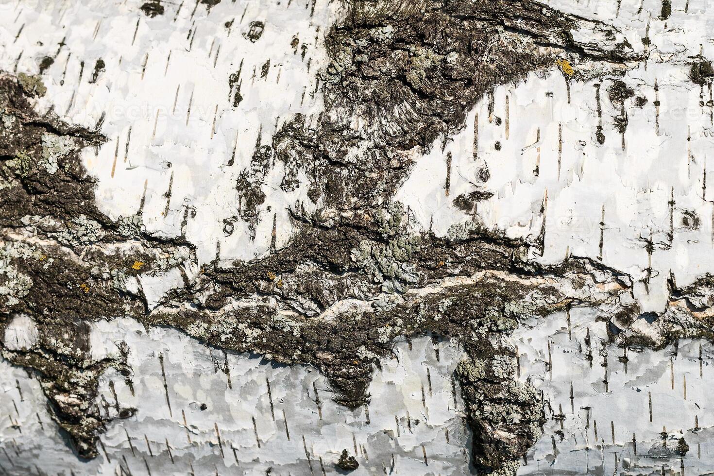 the bark of birch texture. wooden background for design photo