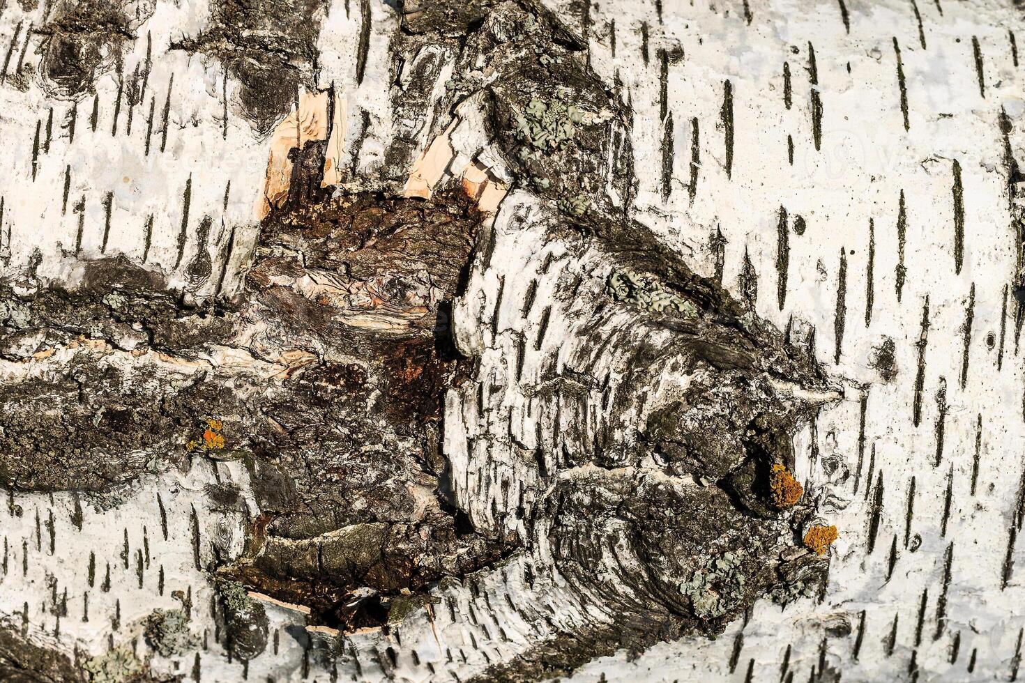 the bark of birch texture. wooden background for design photo