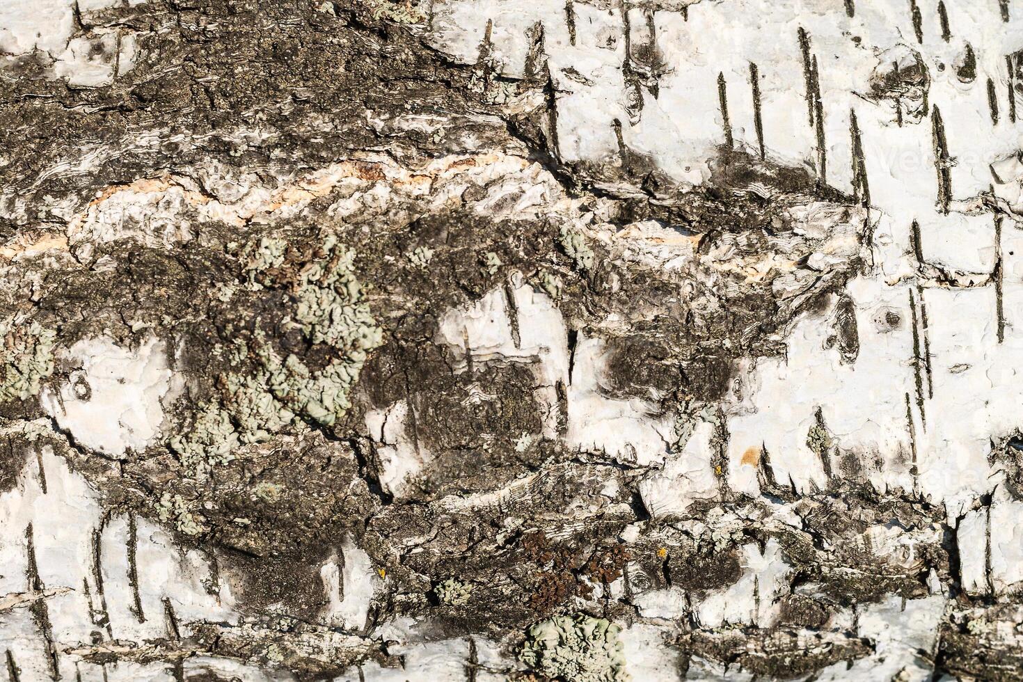 the bark of birch texture. wooden background for design photo