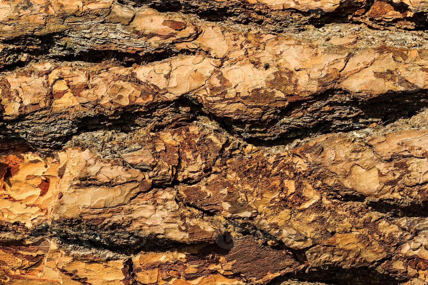 the bark of pine tree photo