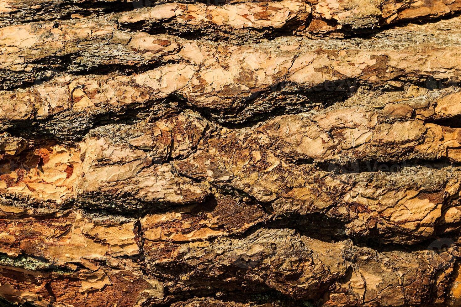 the bark of pine tree photo