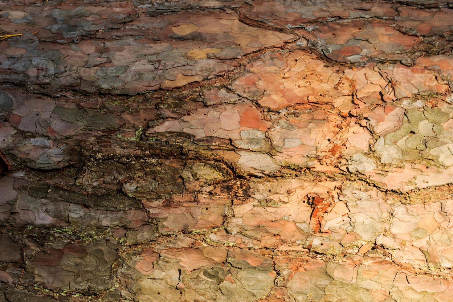 the bark of old pine tree texture photo