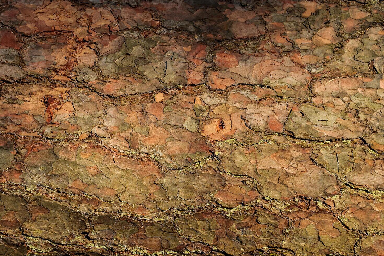 the bark of old pine tree texture photo