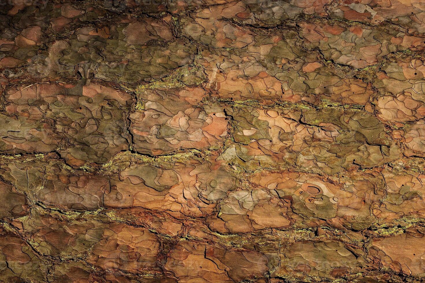 the bark of old pine tree texture photo