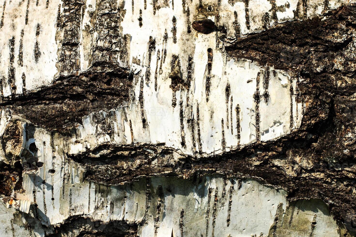 the bark of old birch tree texture photo
