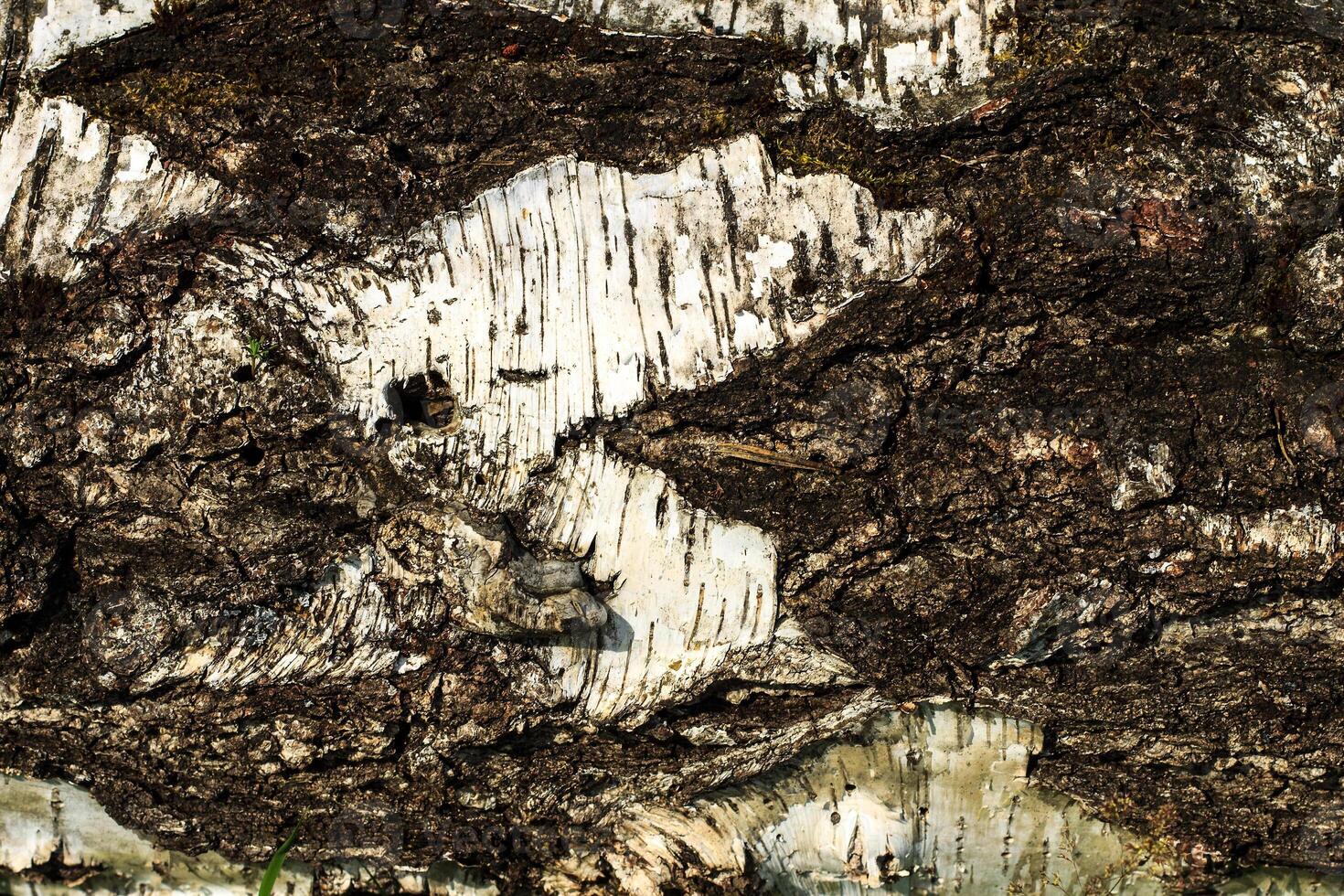 the bark of old birch tree texture photo