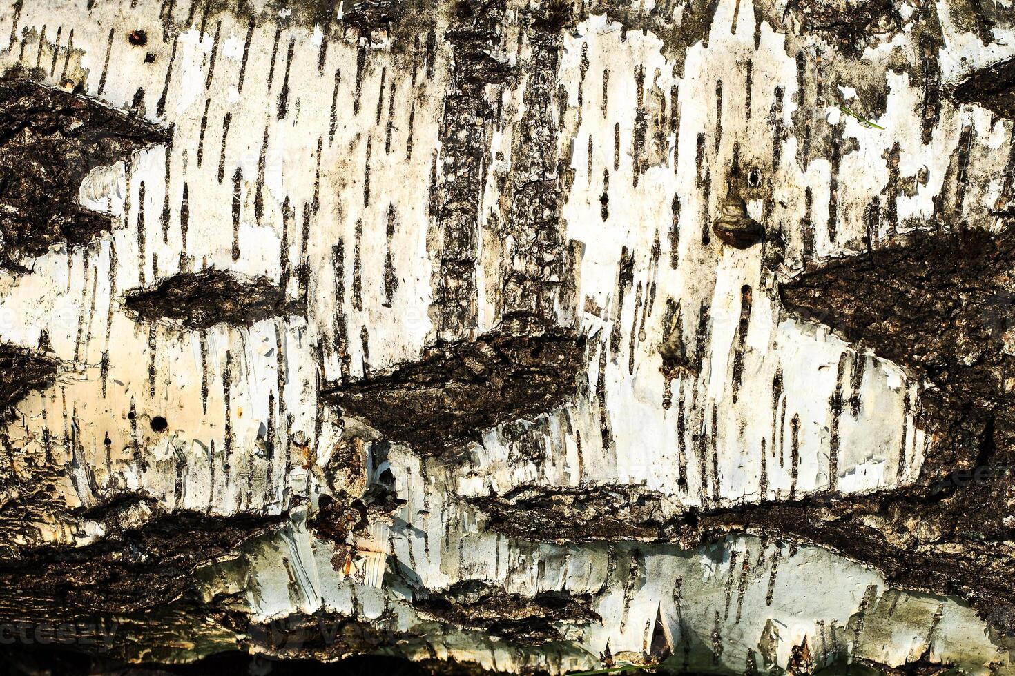 the bark of old birch tree texture photo