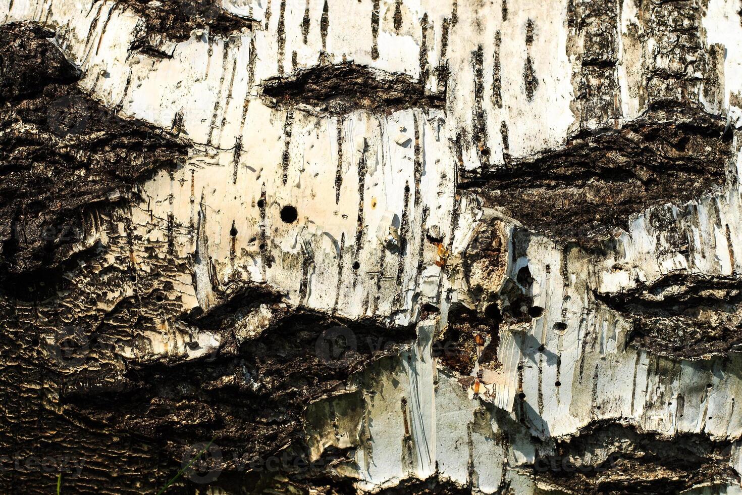 the bark of old birch tree texture photo