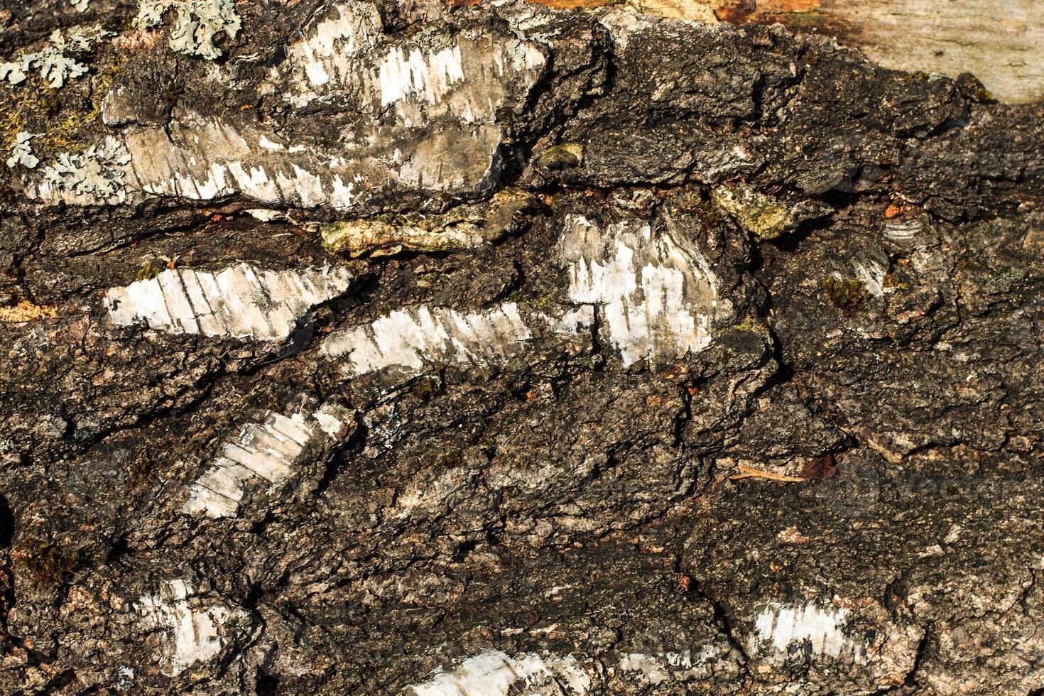 the bark of old birch tree texture photo