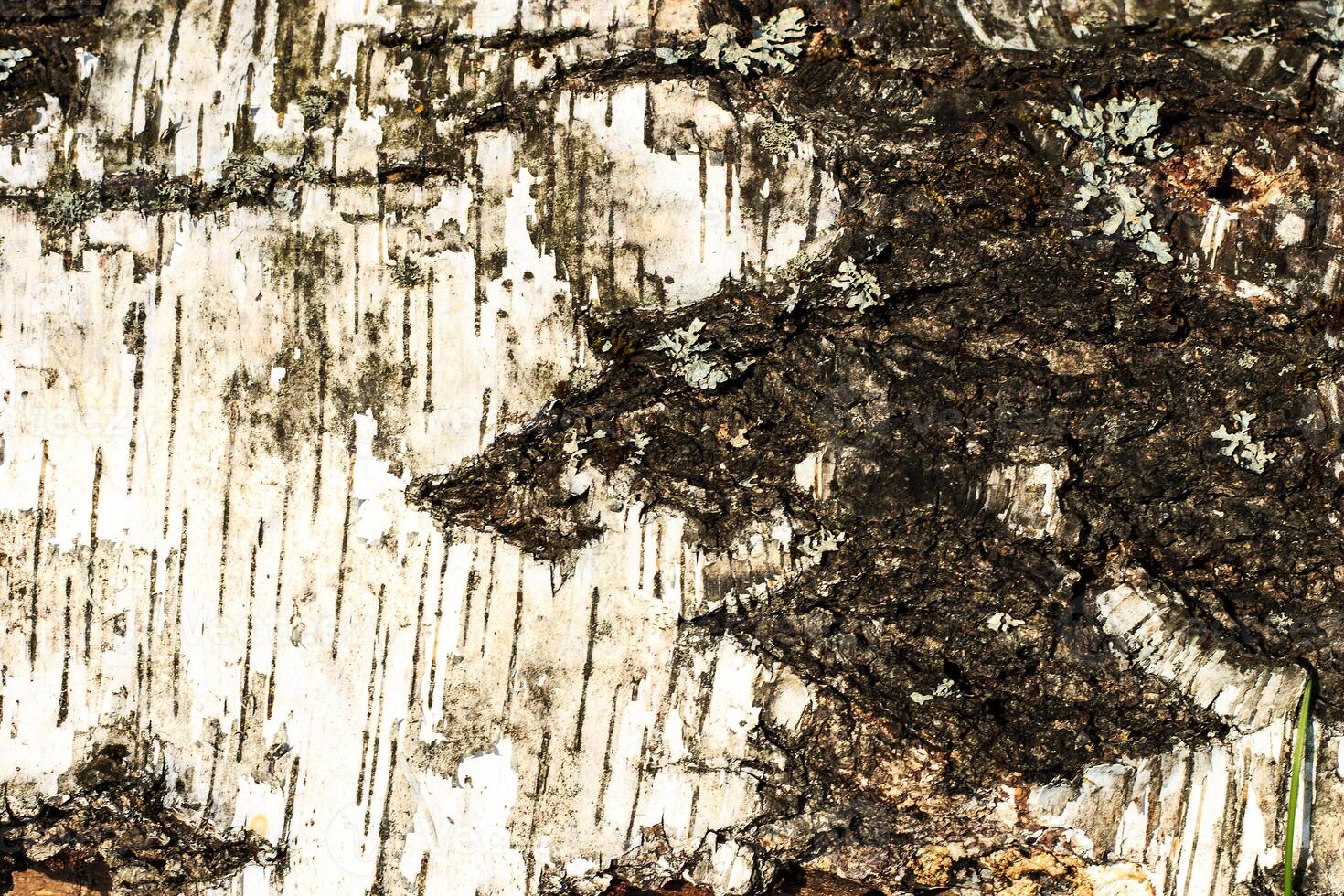 the bark of old birch tree texture photo