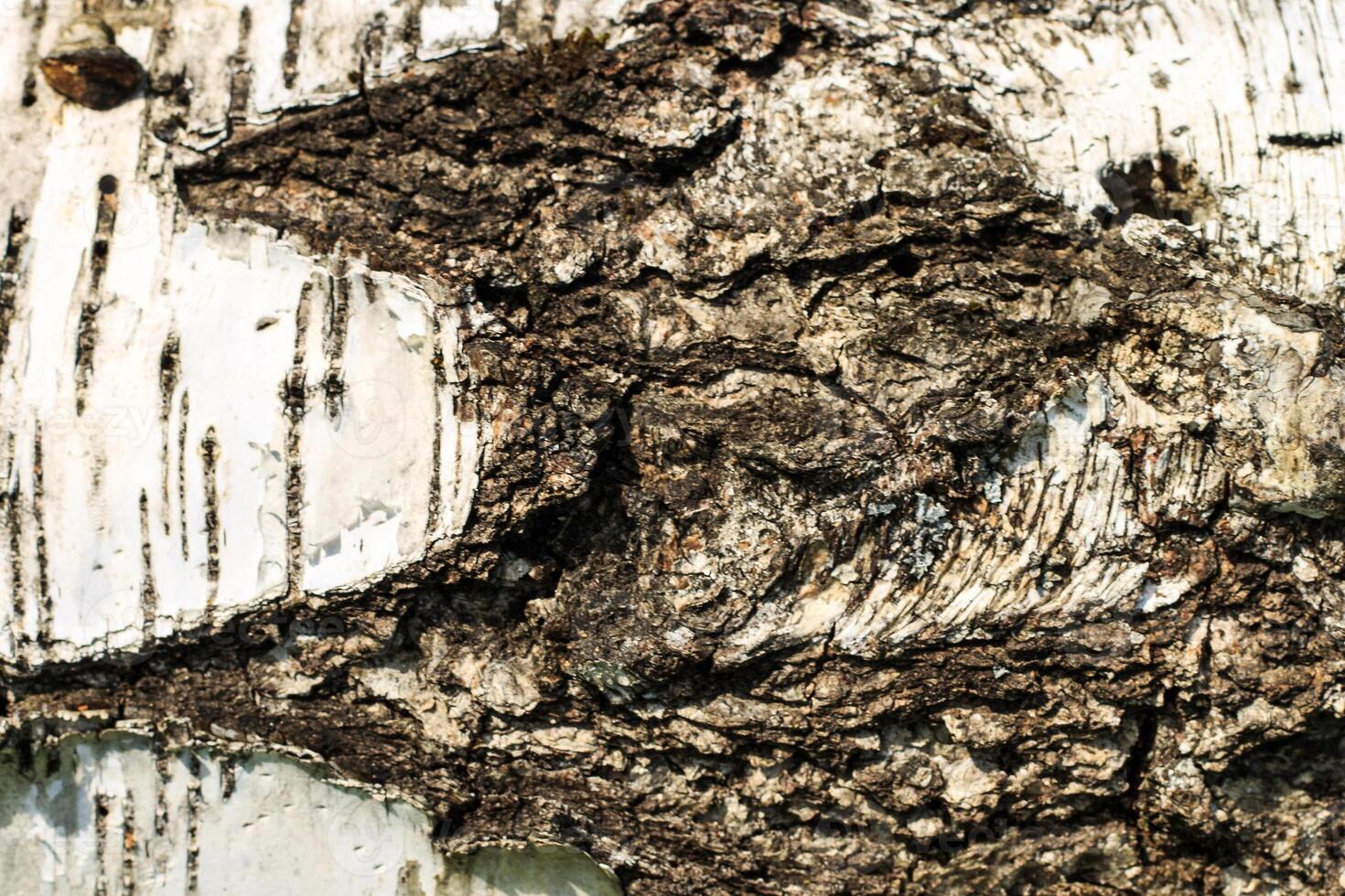 the bark of old birch tree texture photo