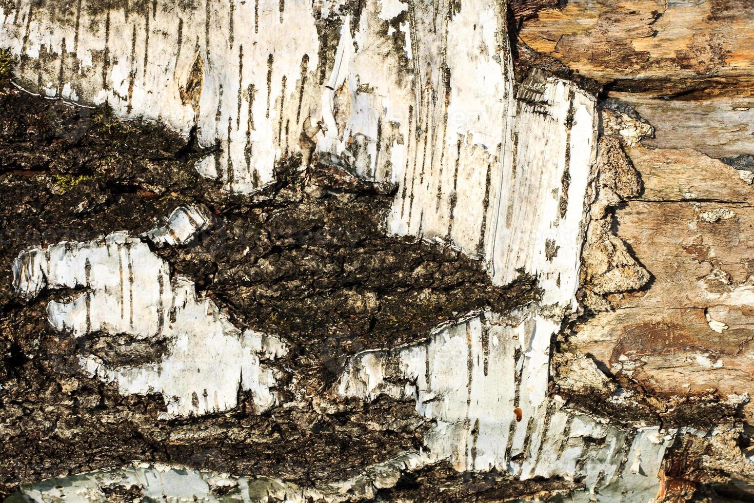 the bark of old birch tree texture photo
