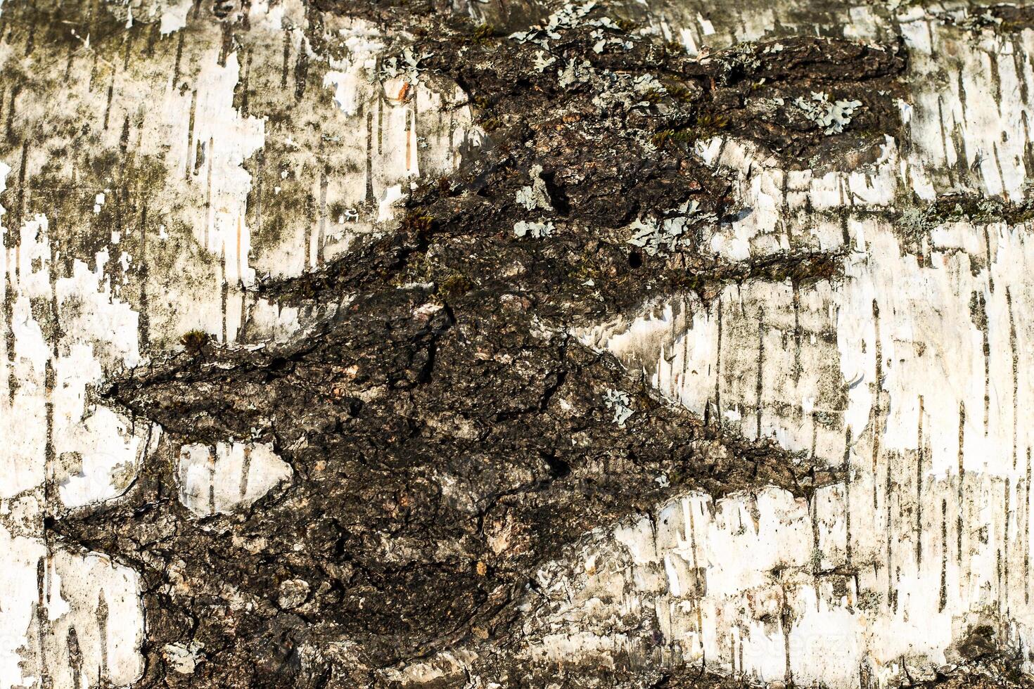 the bark of old birch tree texture photo