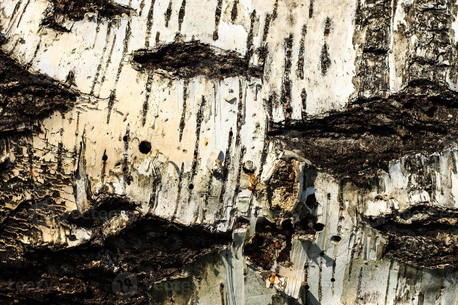 the bark of old birch tree texture photo