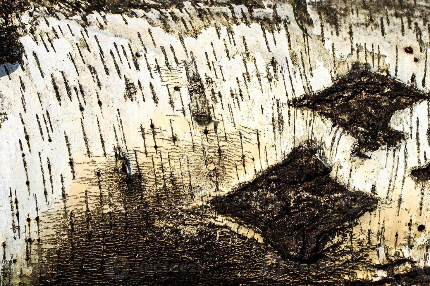 the bark of old birch tree texture photo