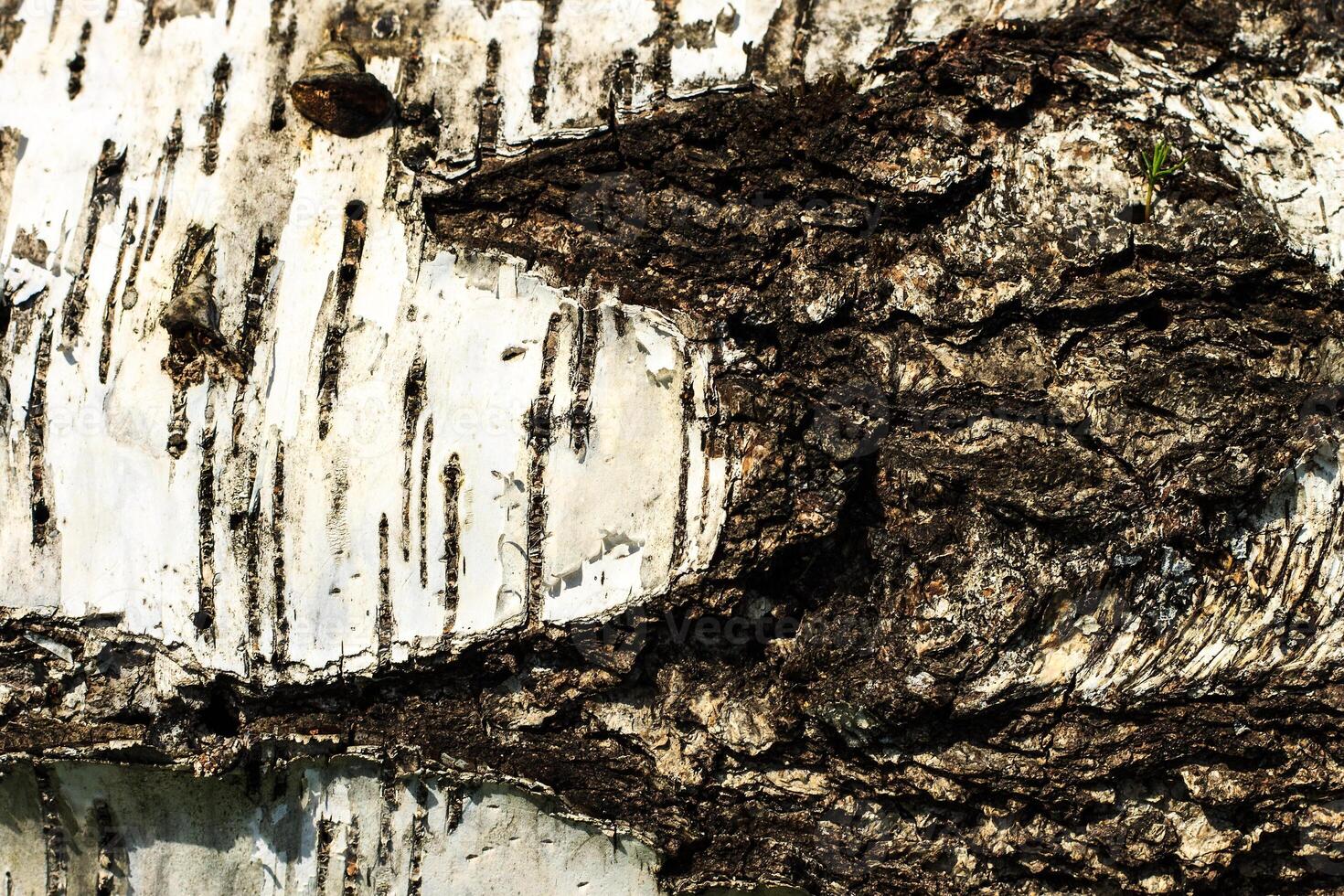 the bark of old birch tree texture photo
