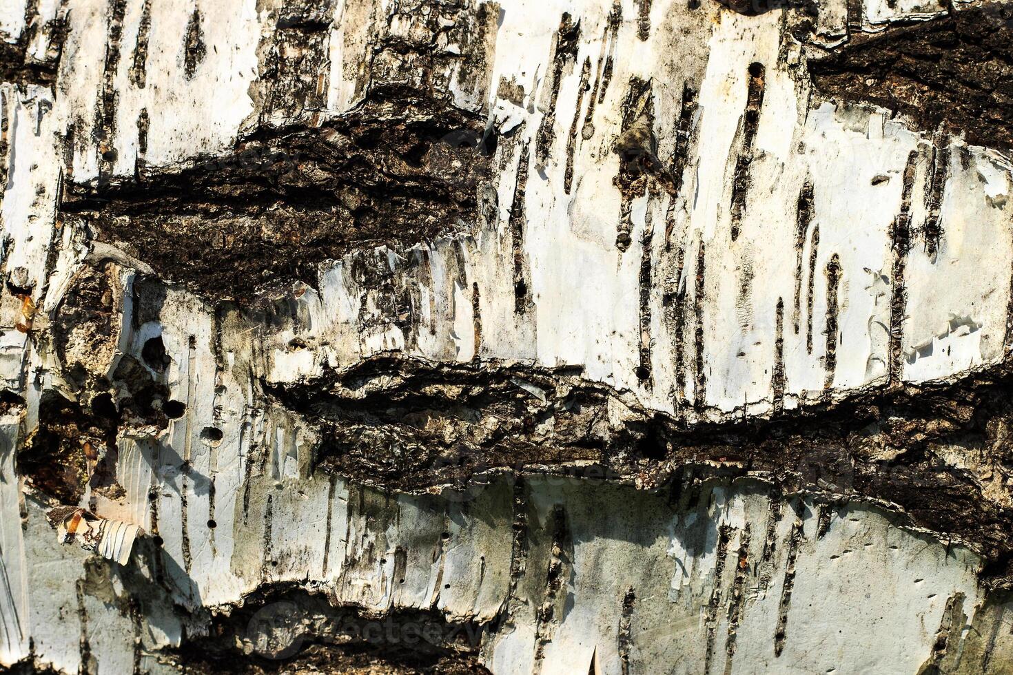 the bark of old birch tree texture photo