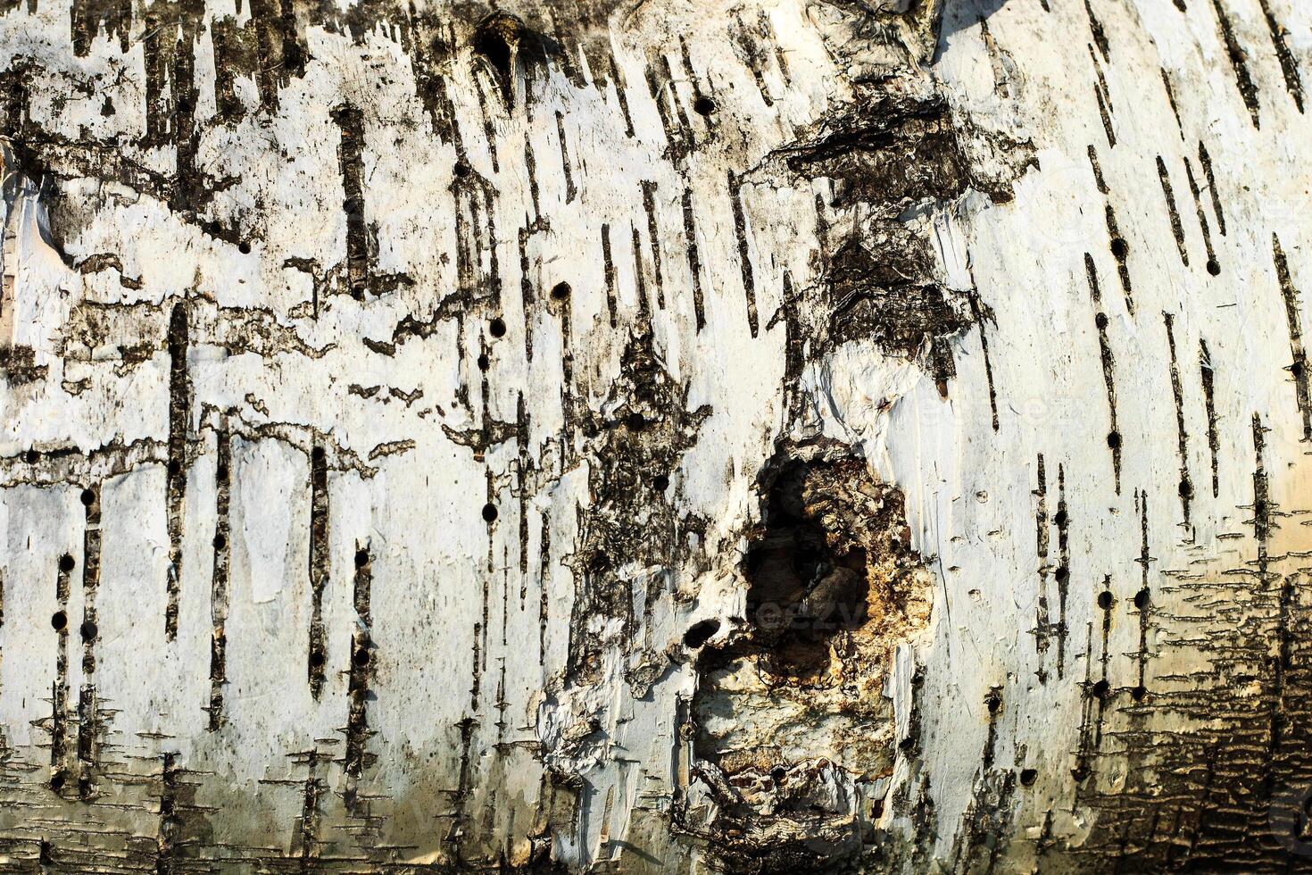 the bark of old birch tree texture photo