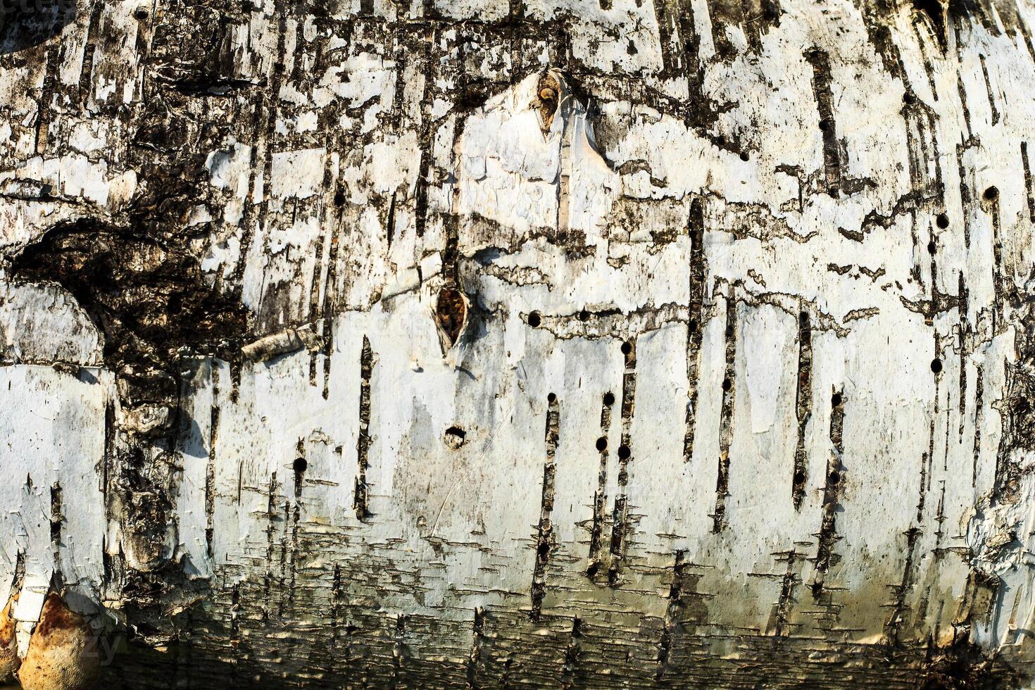the bark of old birch tree texture photo