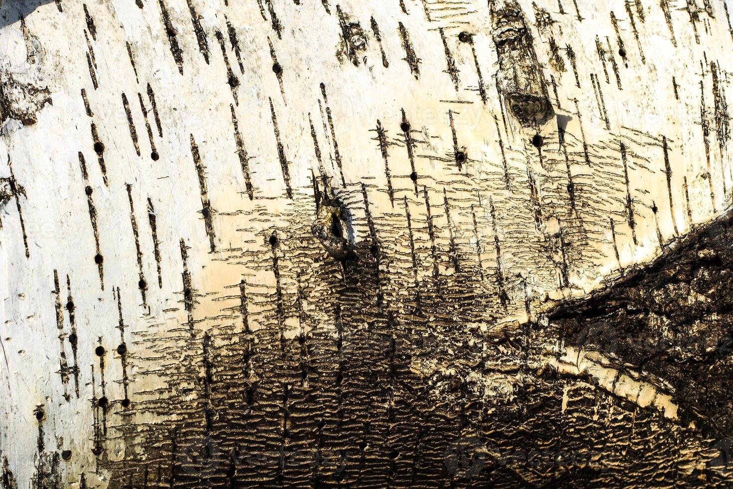 the bark of old birch tree texture photo