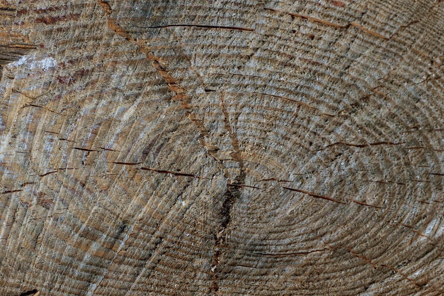 log of pine photo