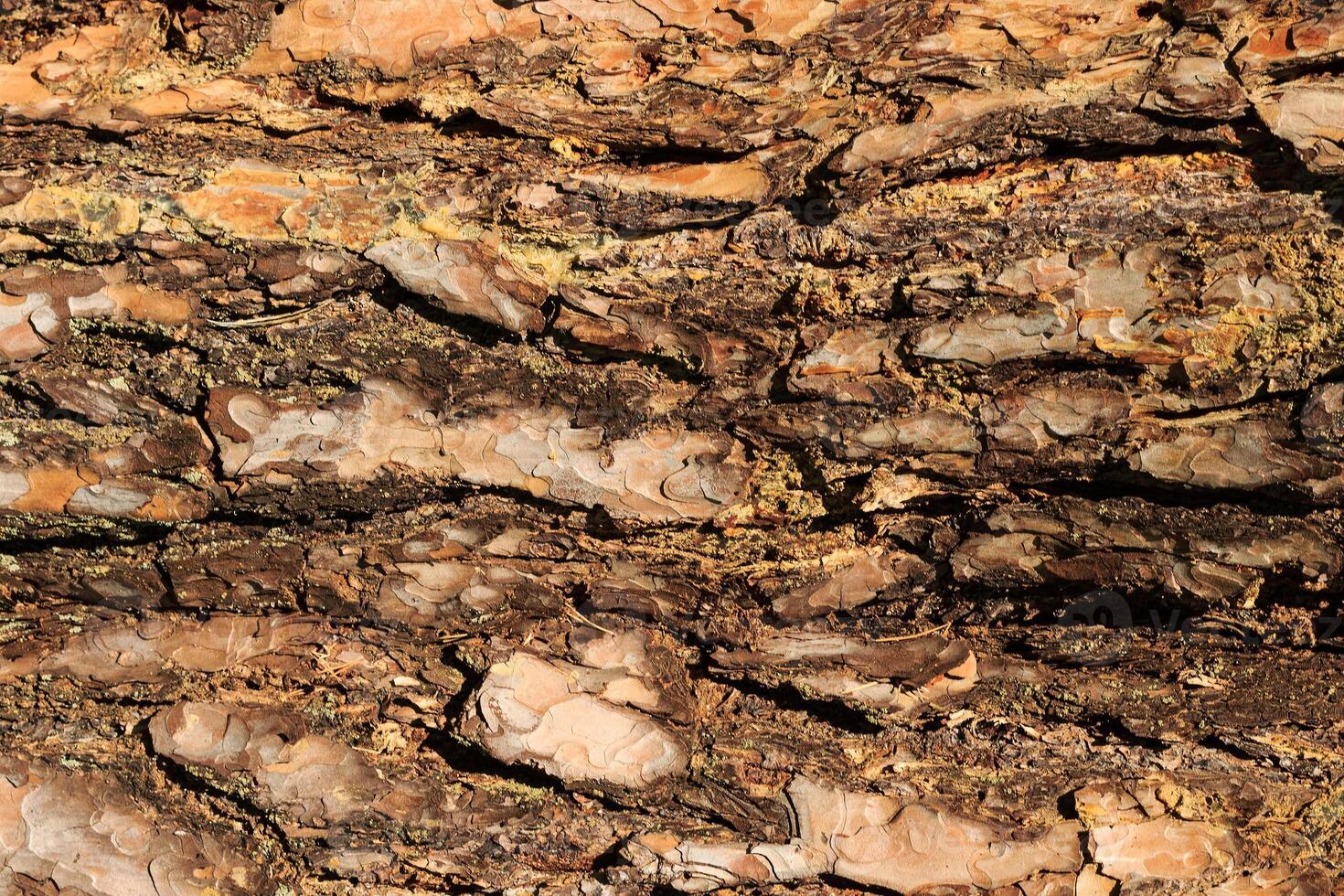 the bark of old pine tree texture photo