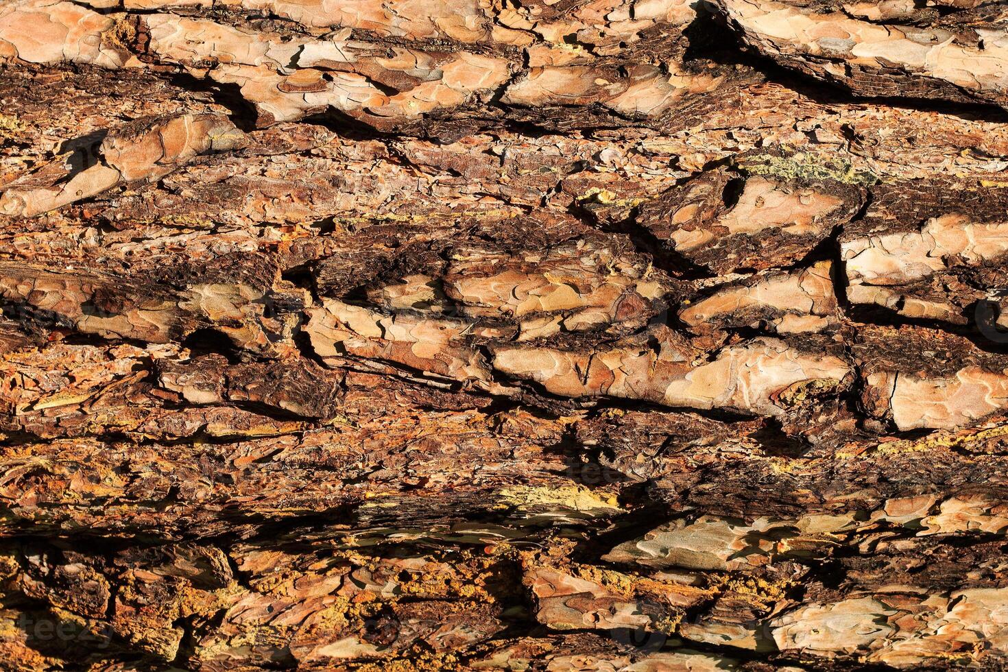 the bark of old pine tree texture photo