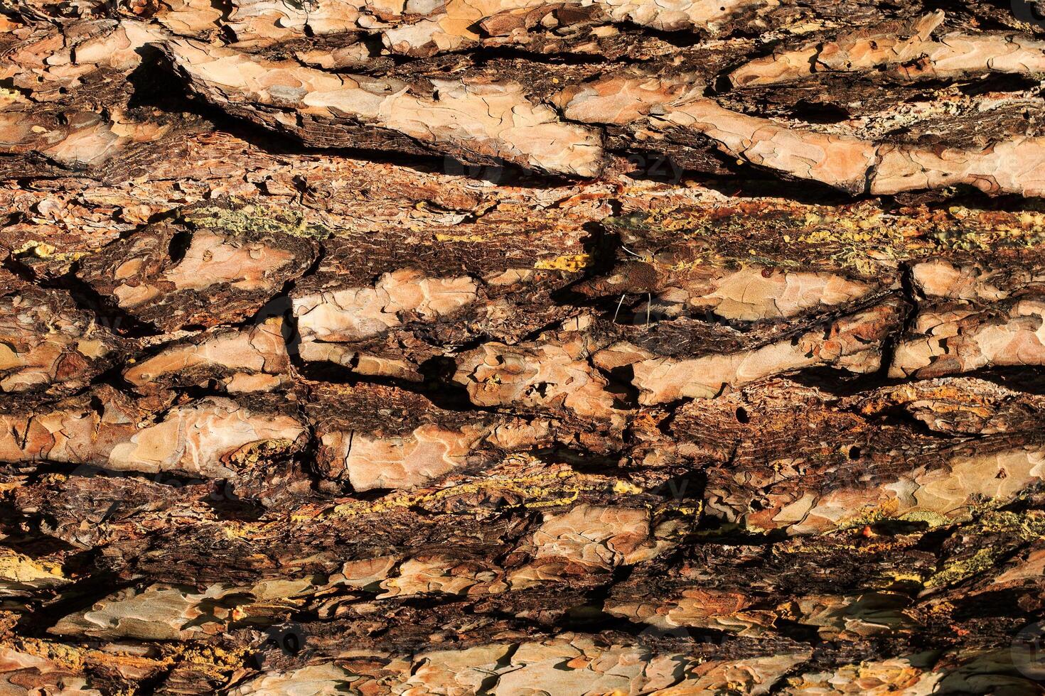the bark of old pine tree texture photo